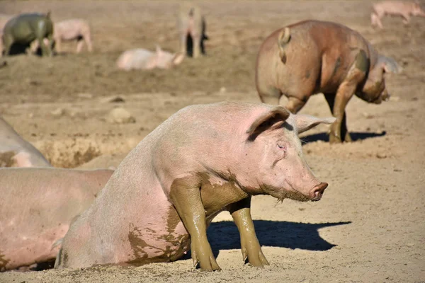 Domestic Pig Climbing Out Wallow — Stock Photo, Image