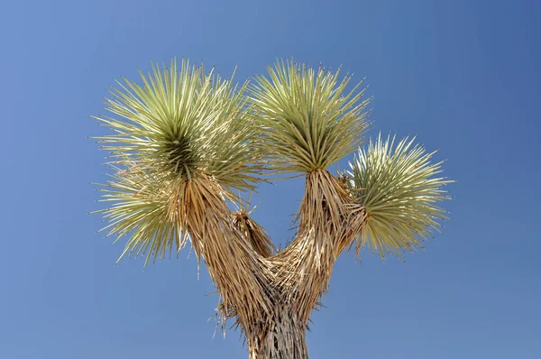 Joshua Ağacının Tepesi (Yucca brevifolia), yakın plan