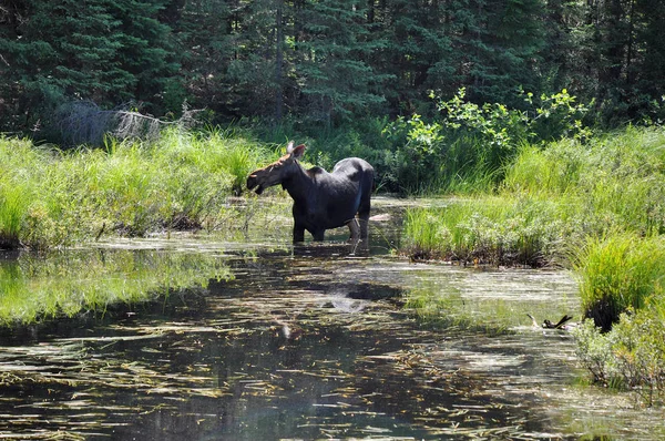 Ontario Canada July 2013 Cow Moose Foraging Food Marshy Pond — Stock Photo, Image