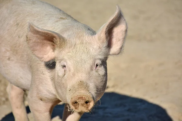 Lechón Doméstico Con Hocico Sucio Tierra Campo — Foto de Stock