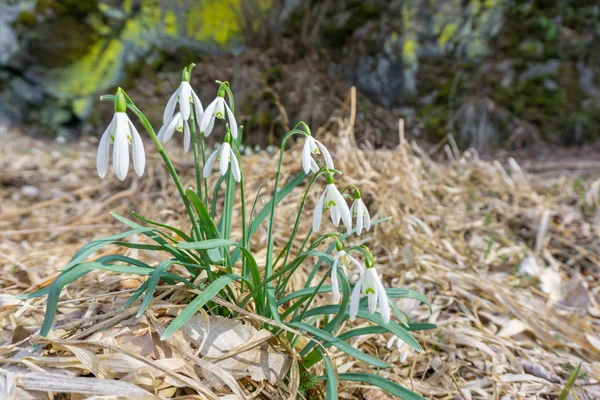 Häufige Schneeglöckchen Blume Wächst Frühling Über Trockenem Laub — Stockfoto