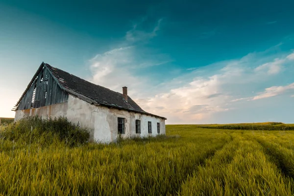 Bahar Buğday Tarlası ile çevrili eski ahır. (Pr)