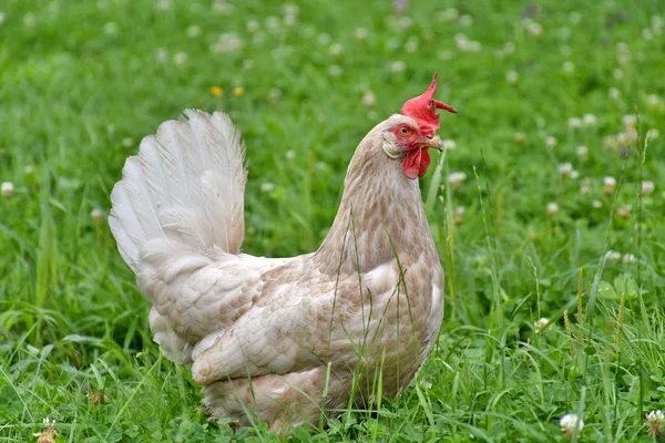 Çimlerde tavuk. Yakın çekim.