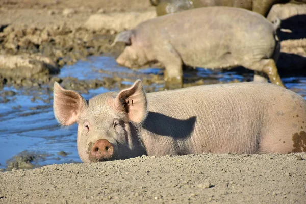 Cerdos Domésticos Revolcón — Foto de Stock