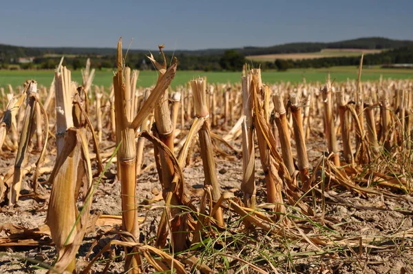 Abgeschnittene Stiele Von Maispflanzen Auf Einem Abgeernteten Feld Cut Stipes — Stock Photo, Image