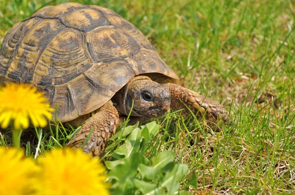 Черепаха Германа Testudo Hermanni Весной Лугу — стоковое фото