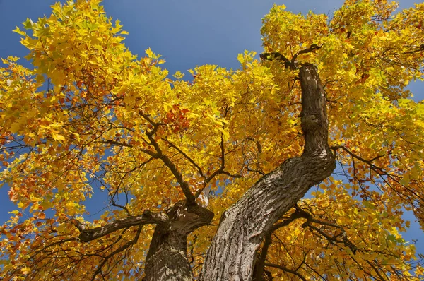 Tulpenboom Liriodendron Tulipifera Met Gouden Bladeren Herfst — Stockfoto