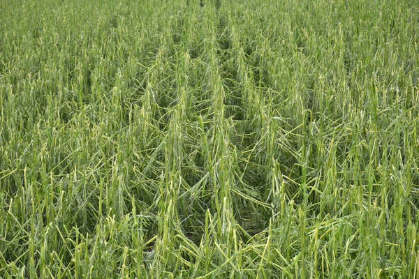 Mısır tarlası dolu yüzünden ağır hasar gördü.