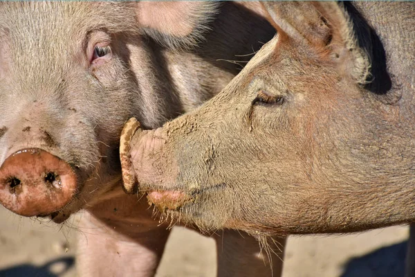 Afrika 'da hayvanat bahçesindeki maymun