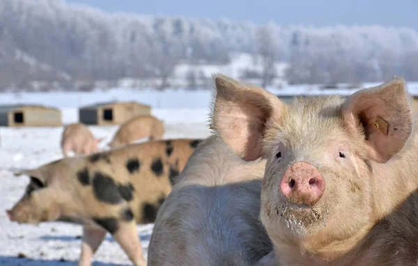 Cerdos Domésticos Invierno Tierras Distribución — Foto de Stock