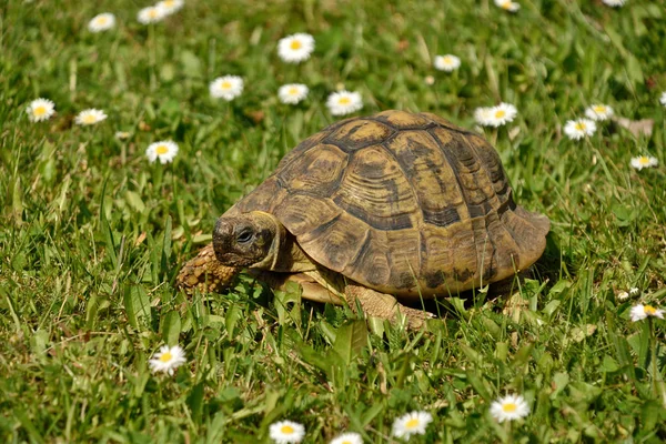 Sköldpaddan Gräset — Stockfoto
