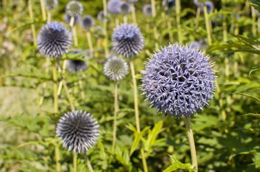 Küçük bir devedikeni çiçeği.