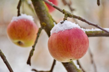 Ağaçtaki elmaların tepesinde kar