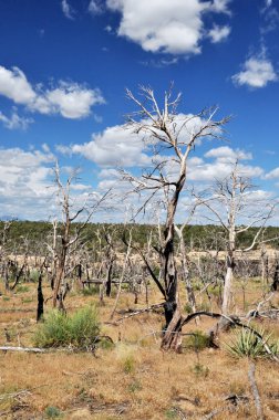 Colorado, Usa 'daki Mesa Verde Ulusal Parkı' nda yanmış ağaçlar.
