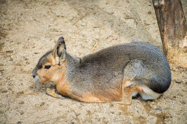 Mara Patagonica Seduta Con Zampe Anteriori Incrociate Terreno Sabbioso — Foto Stock