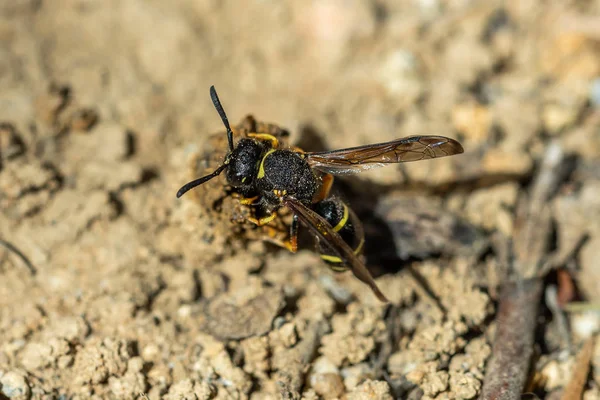 Female Potter Wasp Building Her Nest Endangered Species — Stock Photo, Image