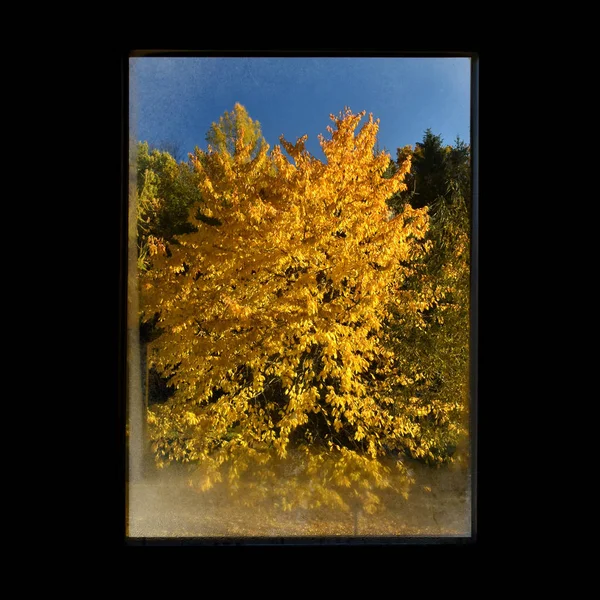 Egy Cseresznyefa Kék Alatt Ősszel Ablakon Keresztül — Stock Fotó