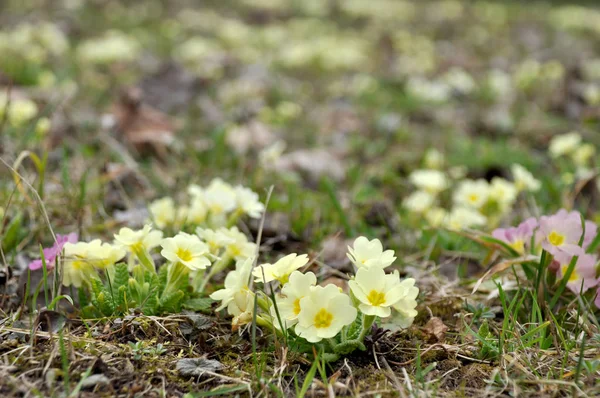 Primeln Und Gras Frühling — Stockfoto