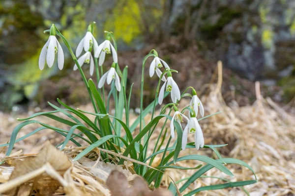 Häufige Schneeglöckchen Blume Wächst Frühling Über Trockenem Laub — Stockfoto