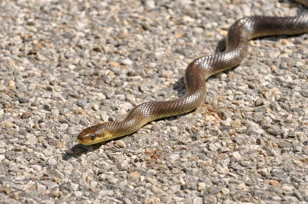Aesculapian yılanı güneş banyosu yapıyor.. 