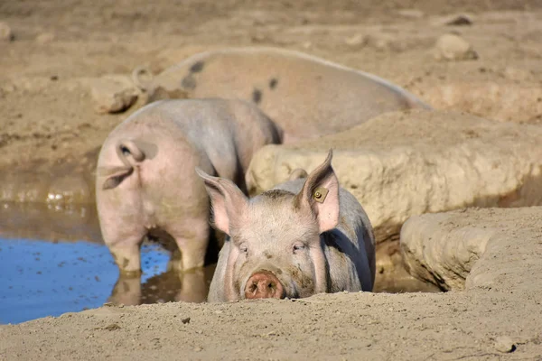 Cerdos Domésticos Revolcón — Foto de Stock