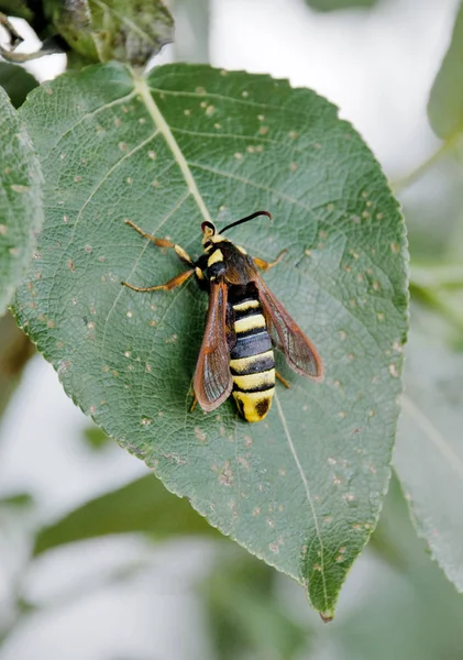 Hornet Moth Sesia Apiformis — стоковое фото