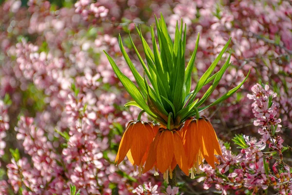 Turuncu Kayzer 'in (Fritillaria emperialis) tacı çiçek açtı