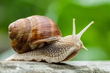 Burgundy Salyangoz (Roma Salyangozu) başını kaldırıyor ve merakla bakıyor.