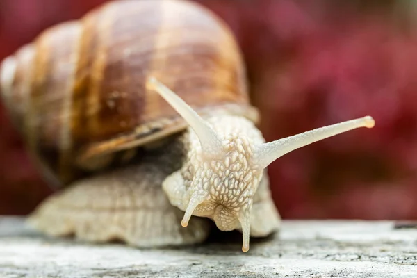 Burgundy Snail Roman Snail Lifting Head Looking Curiously — Stock Photo, Image