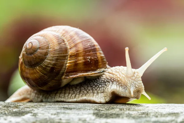Caracol Borgonha Roman Snail Levantando Cabeça Olhando Curiosamente — Fotografia de Stock