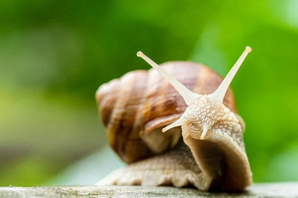 Caracol Borgonha Roman Snail Levantando Cabeça Olhando Curiosamente — Fotografia de Stock