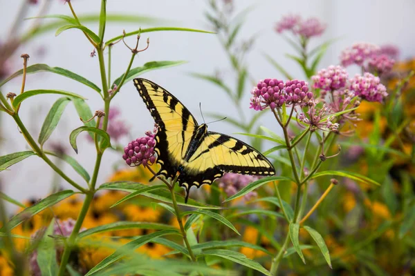 Yellow Butterfly Feeding Pink Milkweed Summer Garden — Stock Photo, Image