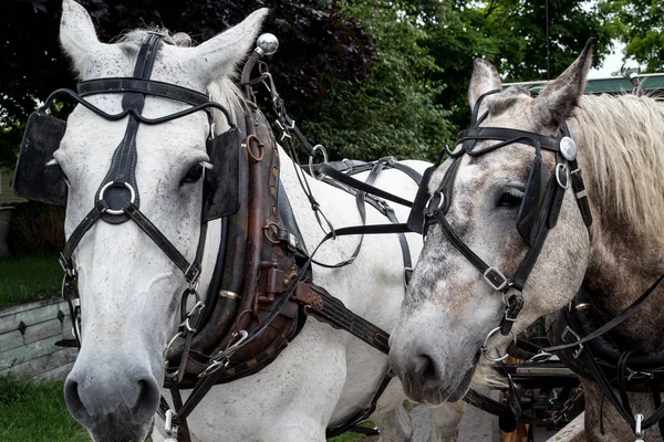 Mackinac Island carriage horses on the trail during summer vacation season on a cloudy day