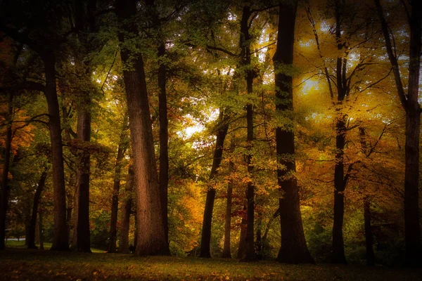Güneş Işığı Aracılığıyla Poking Ile Renkli Sonbahar Ağaçlar Stok Fotoğraf
