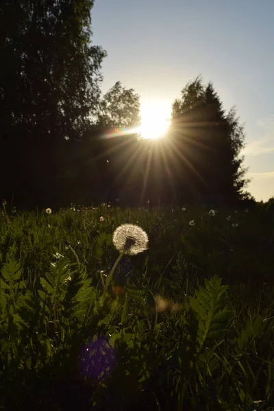 otzivi dandelion on a meadow in the rays of the setting sun