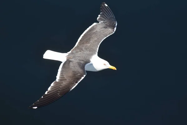 gull soars over the sea and looking for fish