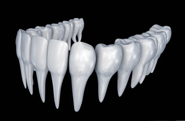 Dentes Humanos Instalação Anatomia Odontológica Medicamente Precisa — Fotografia de Stock