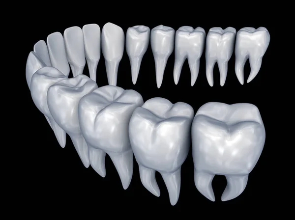 Människans Tänder Instalation Medicinskt Korrekt Tandvård Anatomi — Stockfoto