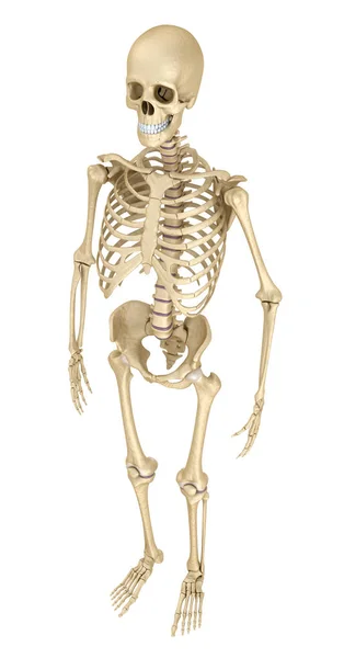 Esqueleto Humano Isolado Medicamente Preciso Ilustração — Fotografia de Stock