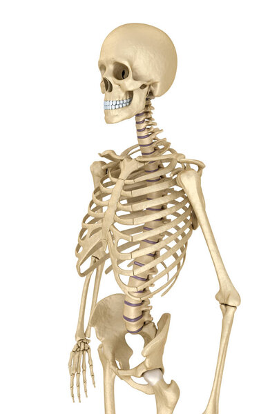 Human skeleton isolated , Medically accurate 3d illustration . 
