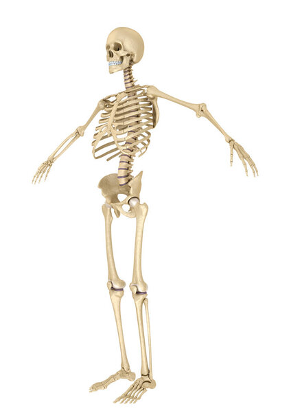 Human skeleton isolated , Medically accurate 3d illustration . 
