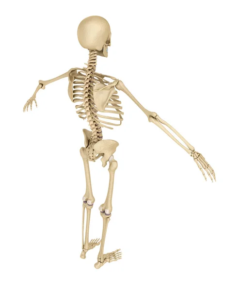 Esqueleto Humano Aislado Ilustración Médicamente Precisa —  Fotos de Stock