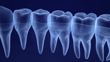Şeffaf Diş xray görünümü. 3D animasyon
