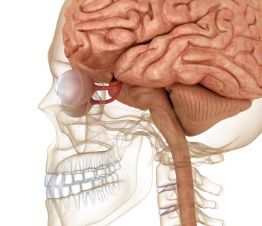 Göz anatomisi ve iskelet üzerinde beyaz izole. 3D render