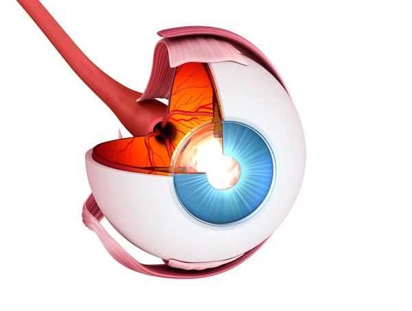 目の解剖学 内部構造 医学的に正確な イラスト — ストック写真