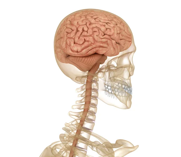 Cerebro Esqueleto Anatomía Humana Ilustración Médicamente Precisa —  Fotos de Stock