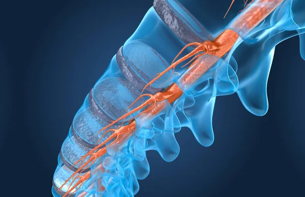 脊柱解剖学 射线宏观视图 — 图库照片