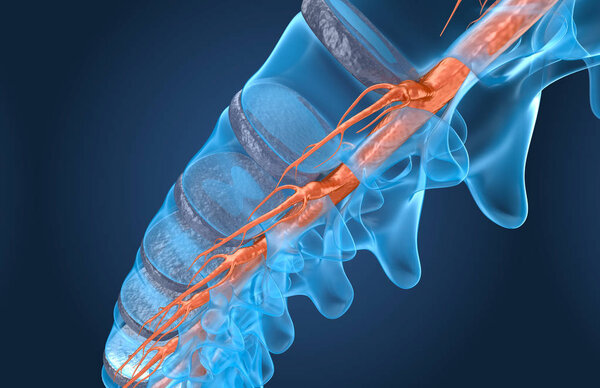 Spine anatomy x-ray macro view, 3d render 