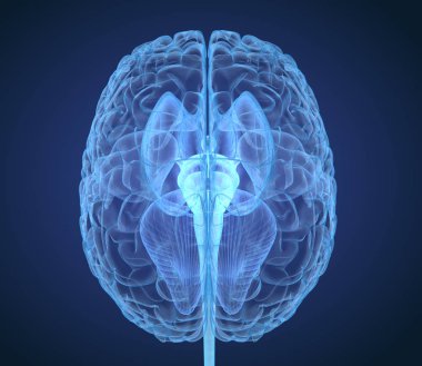 İç yapısına sahip Xray Beyin Anatomisi, Tıbbi olarak doğru 3D illüstrasyon