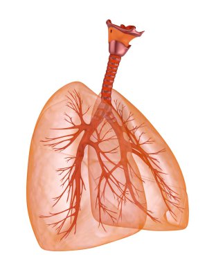 İnsan akciğerler ve nefes borusu. Tıbben doğru 3d çizim